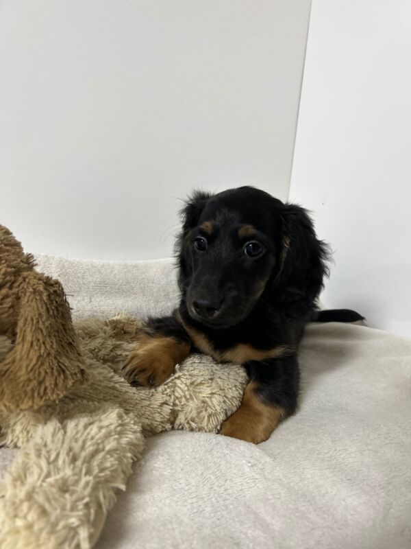 Dachshund puppies for sale in Wisbech, Cambridgeshire – KC registered, 11 weeks old