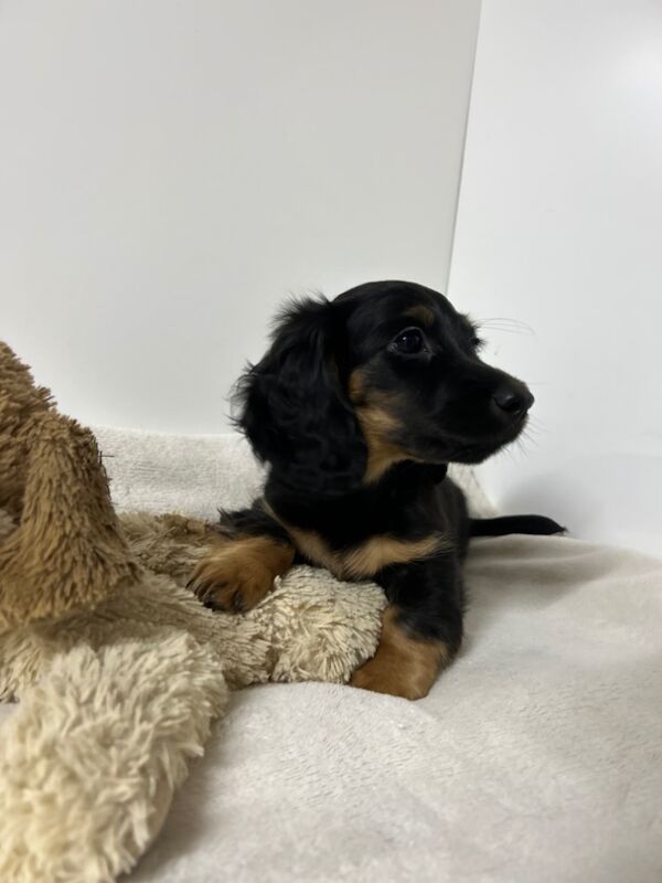 Dachshund puppies for sale in Wisbech, Cambridgeshire – KC registered, 3 months old - Image 3 of 5
