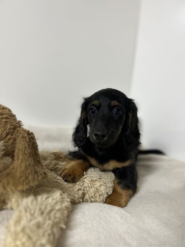 Dachshund puppies for sale in Wisbech, Cambridgeshire – KC registered, 3 months old - Image 4 of 5