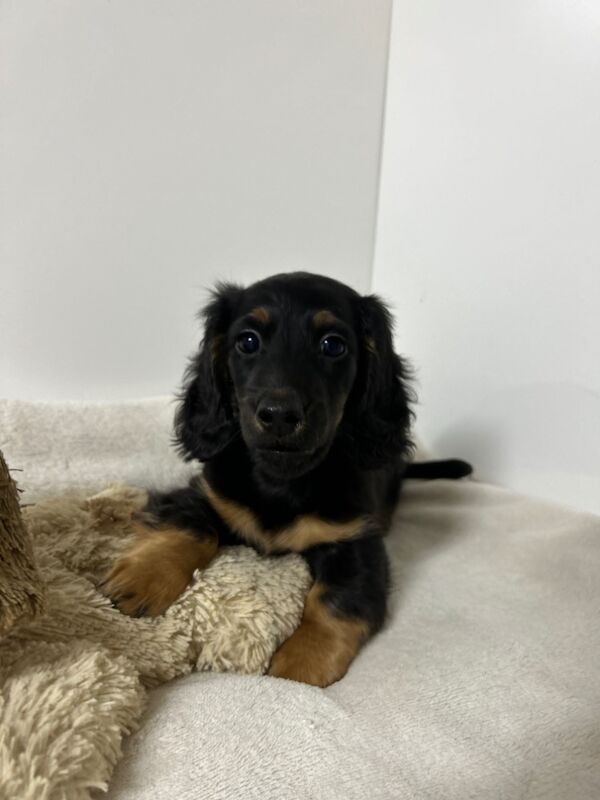 Dachshund puppies for sale in Wisbech, Cambridgeshire – KC registered, 3 months old - Image 5 of 5