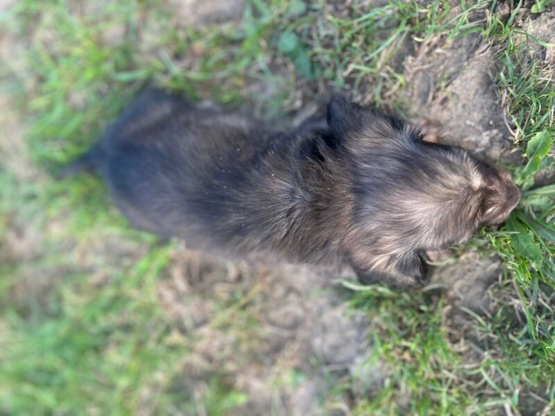 Dachshund puppies for sale in Wisbech, Cambridgeshire – KC registered, 8 weeks old - Image 3 of 5