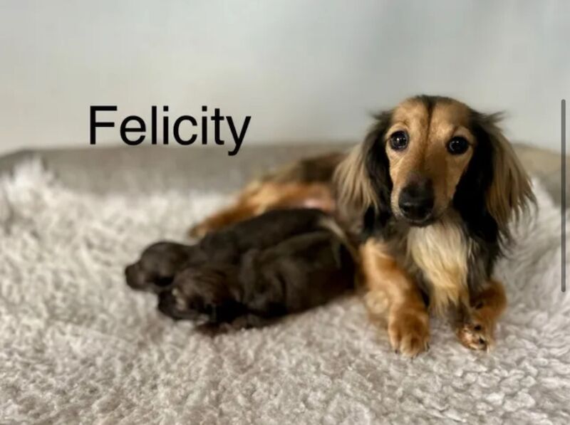 Dachshund puppies for sale in Wisbech, Cambridgeshire – KC registered, 9 weeks old
