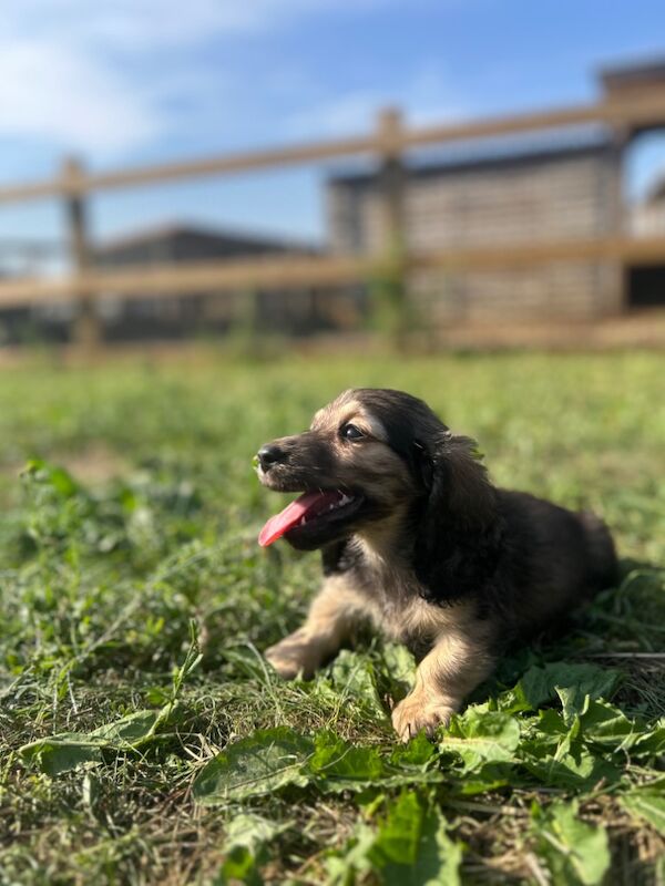 Dachshund puppies for sale in Wisbech, Cambridgeshire – KC registered, 9 weeks old - Image 2 of 4