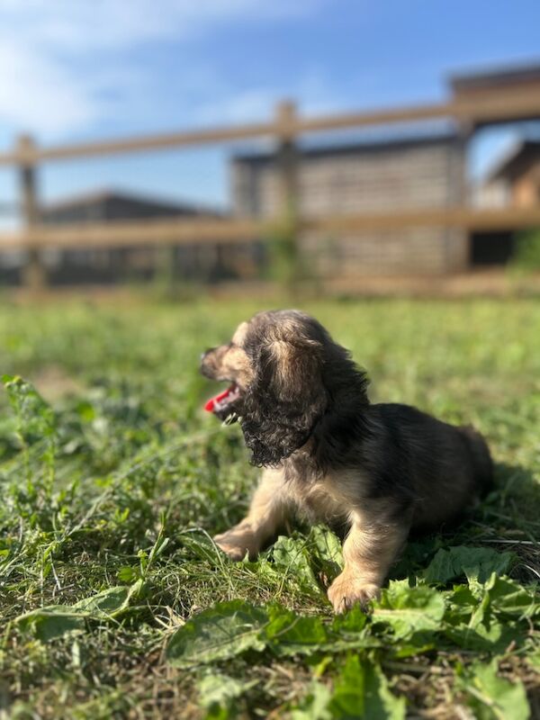 Dachshund puppies for sale in Wisbech, Cambridgeshire – KC registered, 9 weeks old - Image 3 of 4