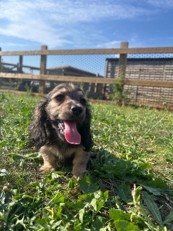 Dachshund puppies for sale in Wisbech, Cambridgeshire – KC registered, 9 weeks old - Image 4 of 4