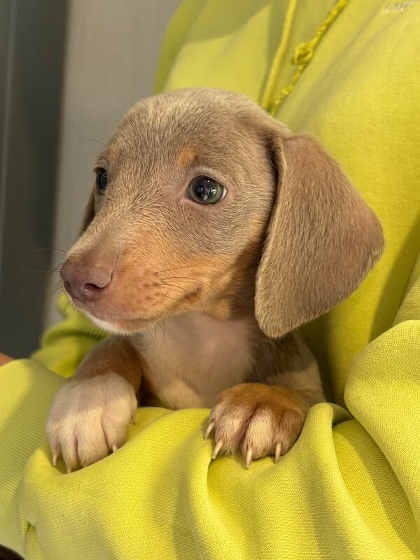 Dachshund puppies for sale in Liskeard, Cornwall – 8 weeks old