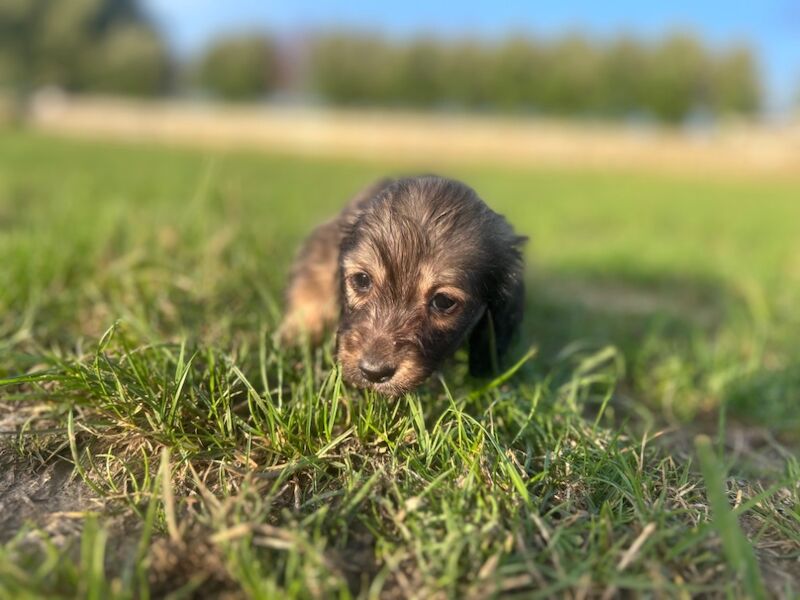 Dachshund puppies for sale in Wisbech, Cambridgeshire – KC registered, 7 weeks old