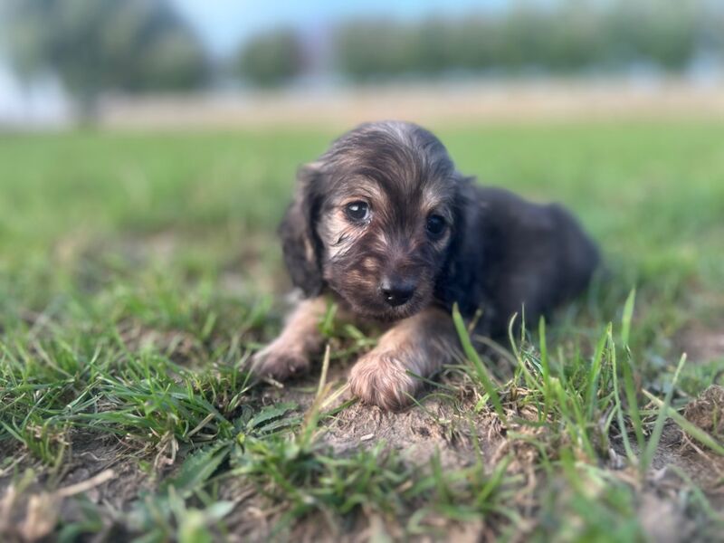 Dachshund puppies for sale in Wisbech, Cambridgeshire – KC registered, 7 weeks old - Image 2 of 4