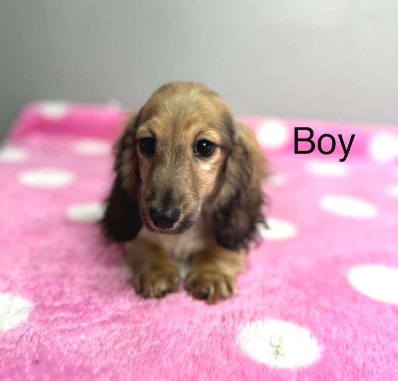 Dachshund puppies for sale in Wisbech, Cambridgeshire – KC registered, 3 months old
