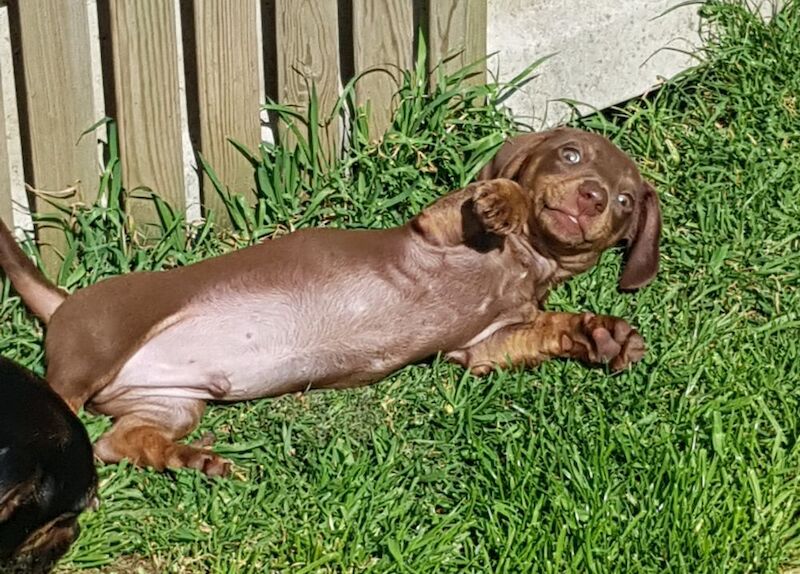 1 KC REGISTERED BOY DACHSHUND LEFT for sale in Dartford, Kent
