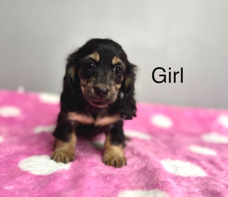 Dachshund puppies for sale in Wisbech, Cambridgeshire – KC registered, 8 weeks old