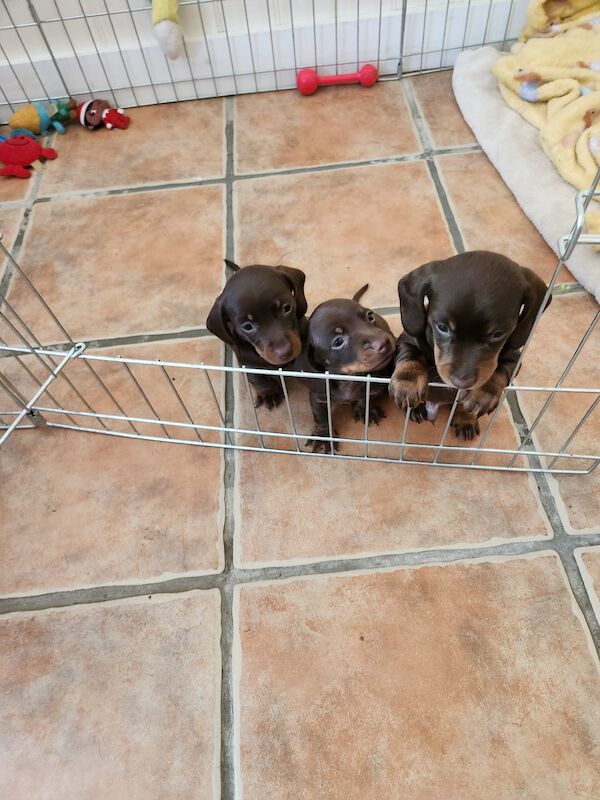 Dachshund puppies for sale in Redhill, Surrey – 1 year old