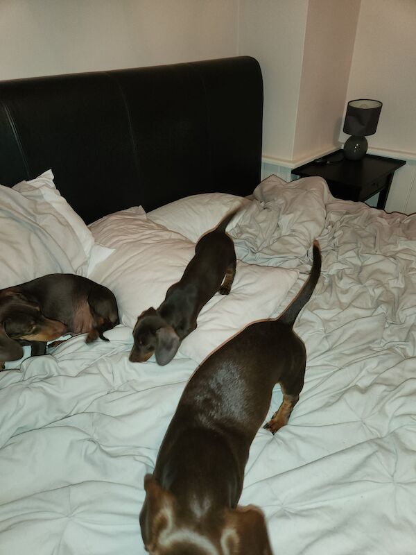 Dachshund puppies for sale in Redhill, Surrey – 1 year old - Image 2 of 8