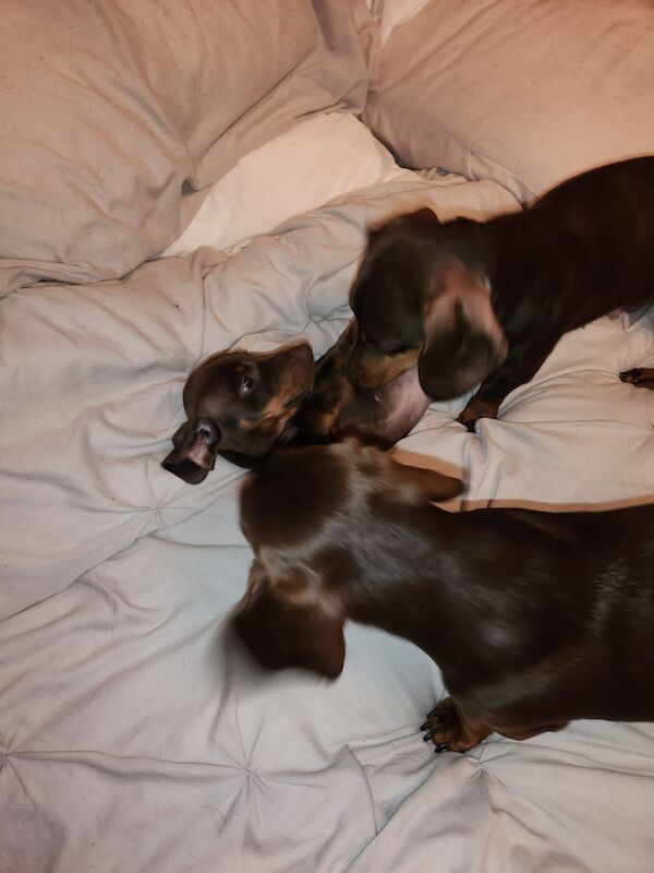 Dachshund puppies for sale in Redhill, Surrey – 1 year old - Image 3 of 8