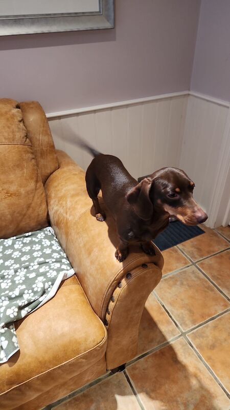 Dachshund puppies for sale in Redhill, Surrey – 1 year old - Image 5 of 8