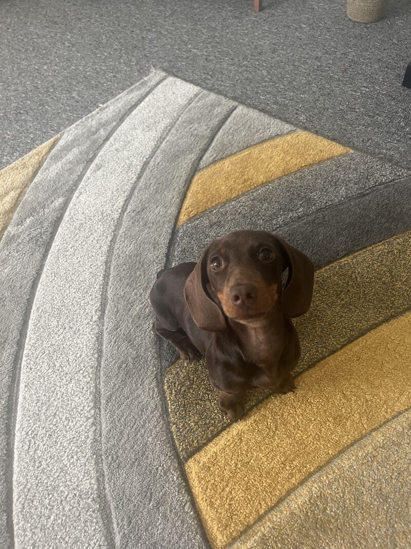 Dachshund puppies for sale in Redhill, Surrey – 1 year old - Image 6 of 8