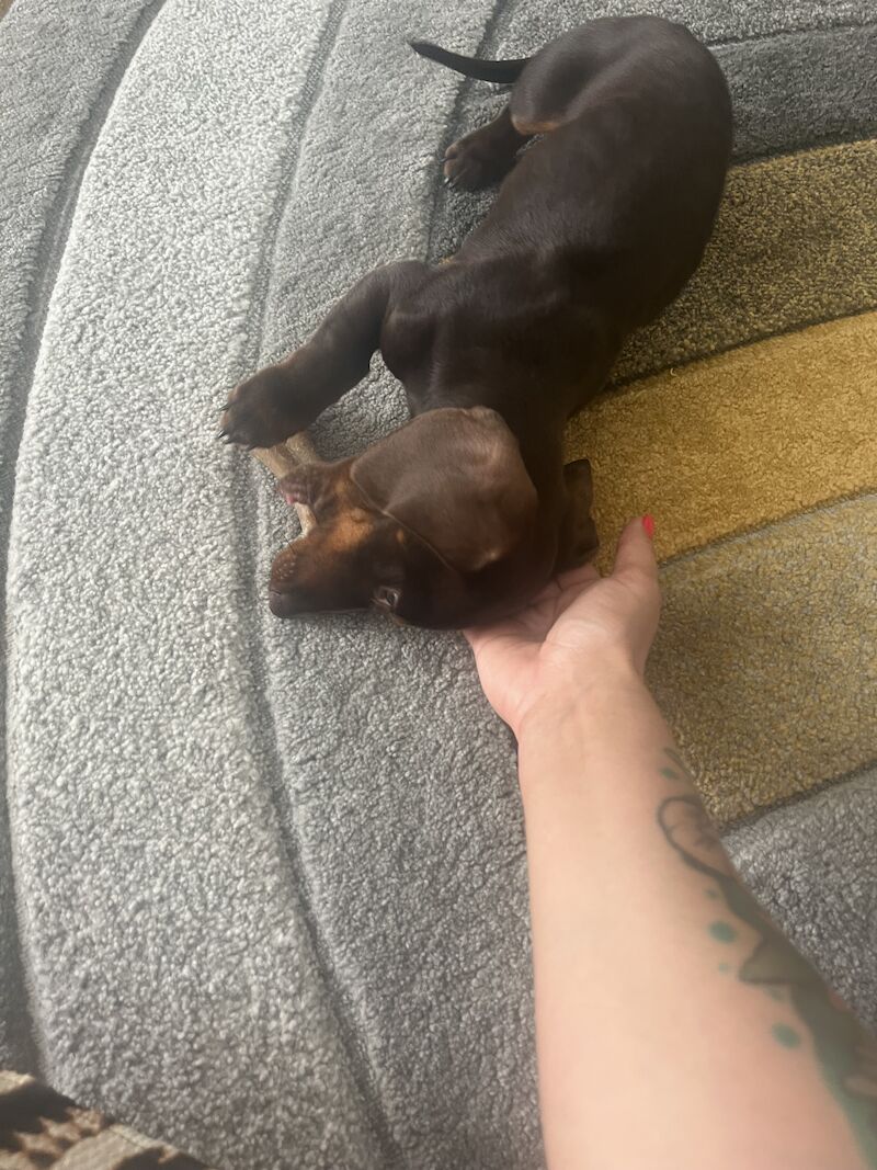 Dachshund puppies for sale in Redhill, Surrey – 1 year old - Image 7 of 8