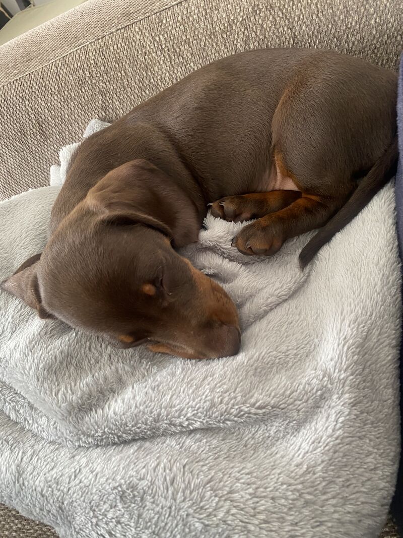 Dachshund puppies for sale in Redhill, Surrey – 1 year old - Image 8 of 8