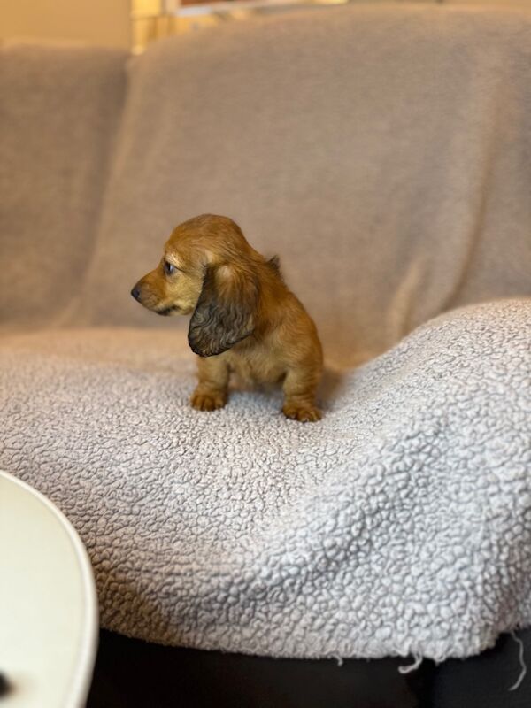 Dachshund puppies for sale in Sunderland, Tyne and Wear – KC registered, 9 weeks old - Image 2 of 3