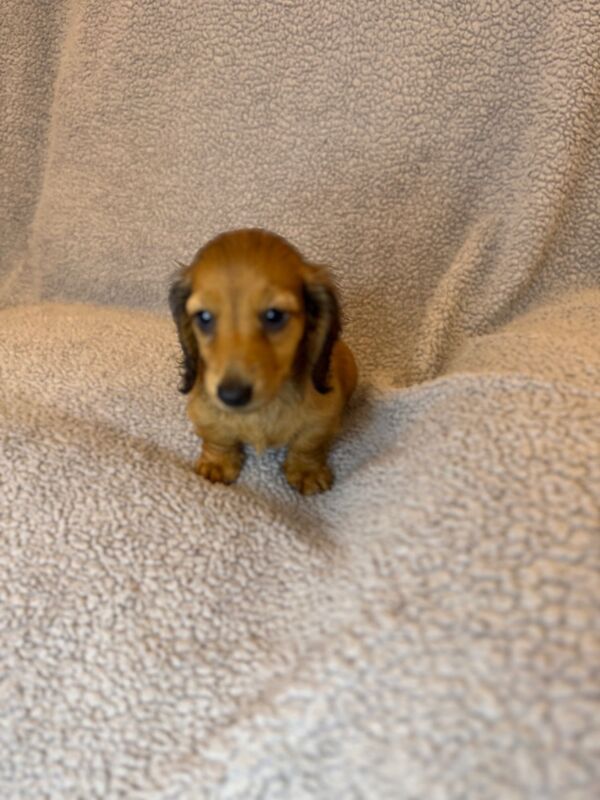 Dachshund puppies for sale in Sunderland, Tyne and Wear – KC registered, 9 weeks old - Image 3 of 3