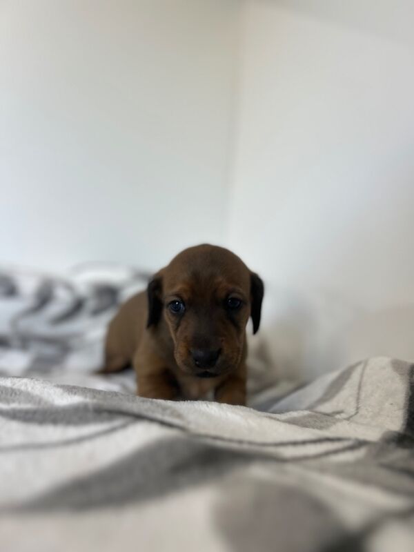 Dachshund puppies for sale in Wisbech, Cambridgeshire – 4 weeks old