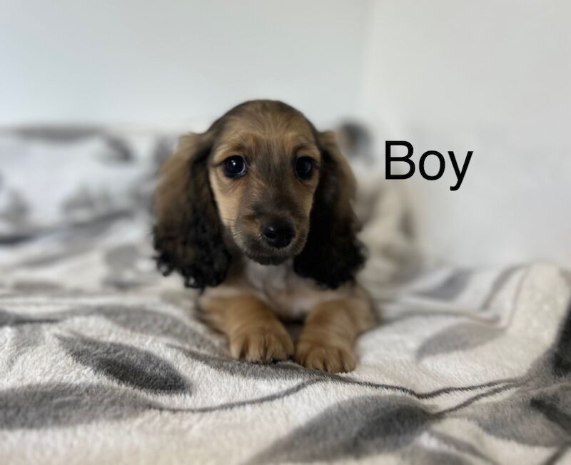 Dachshund puppies for sale in Wisbech, Cambridgeshire – KC registered, 3 months old