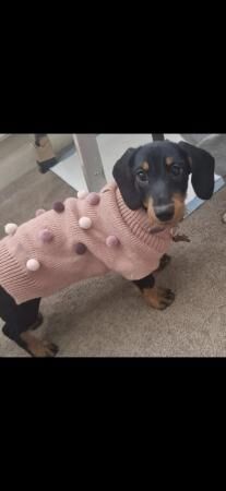 10 month old female dachshund for sale in Barnsley, South Yorkshire