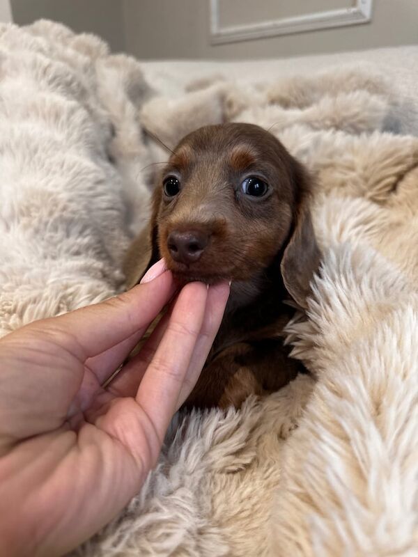 £1500 long hair miniature dachshunds for sale in Canton, South Glamorgan