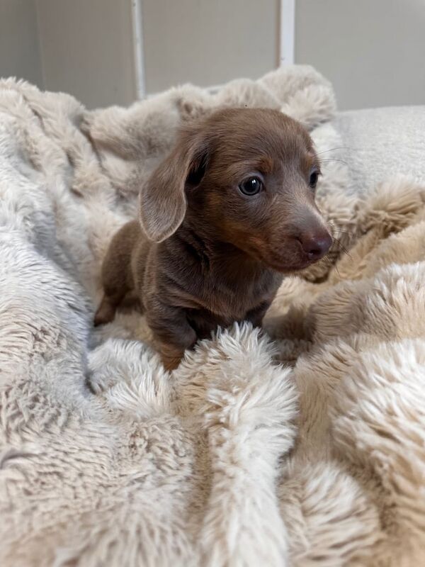 £1500 long hair miniature dachshunds for sale in Canton, South Glamorgan - Image 2