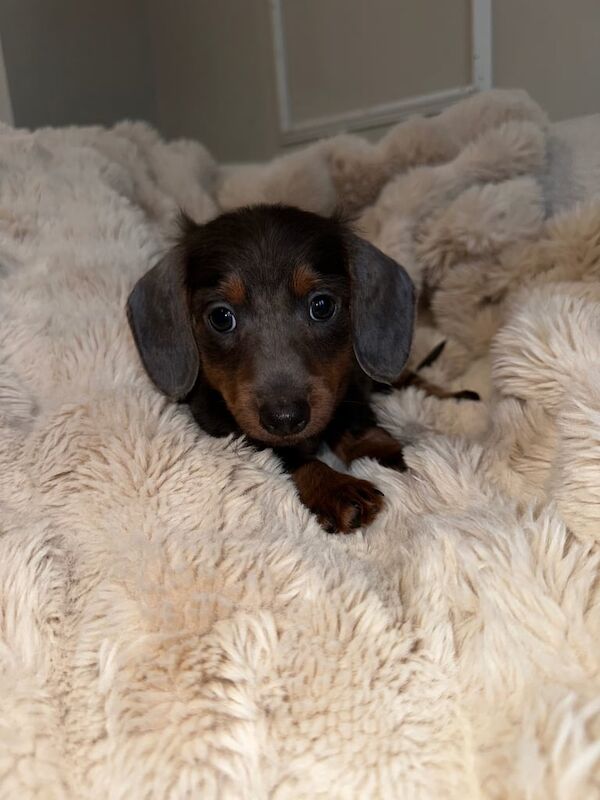 £1500 long hair miniature dachshunds for sale in Canton, South Glamorgan - Image 3