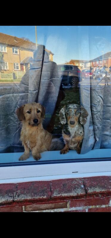 2 beautiful miniature dachshunds for sale in Havant, Hampshire | Image 2