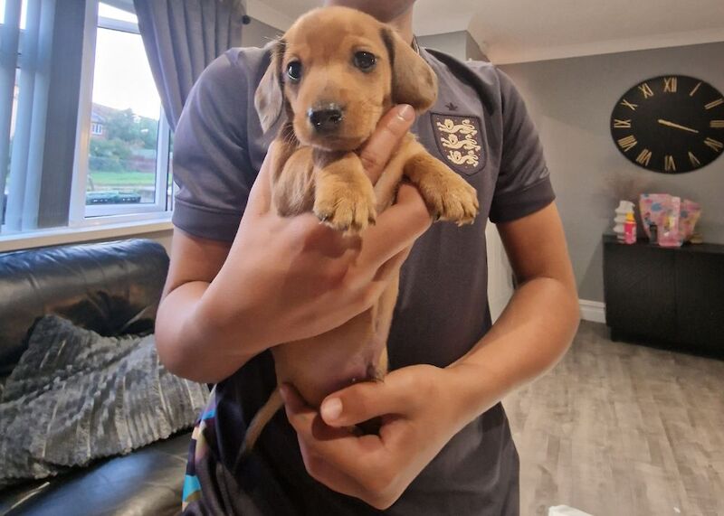 2 beautiful miniature dachshunds for sale in Havant, Hampshire | Image 3