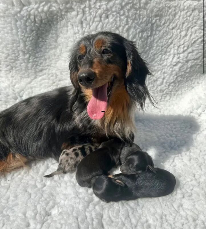 2 beautiful miniature longhair dachshund puppies for sale in Upwell, Norfolk