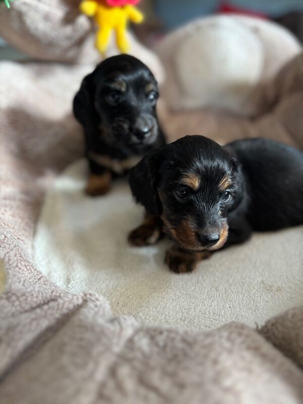 2 Beautiful miniature longhair dachshund pups for sale in Upwell, Norfolk