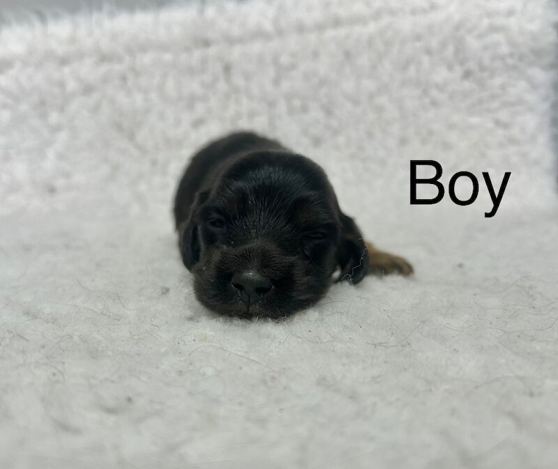 2 black tan miniature longhair dachshund for sale in Upwell, Norfolk