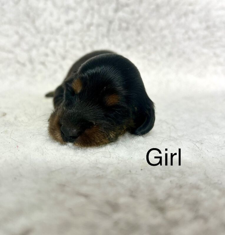 2 black tan miniature longhair dachshund for sale in Upwell, Norfolk - Image 2