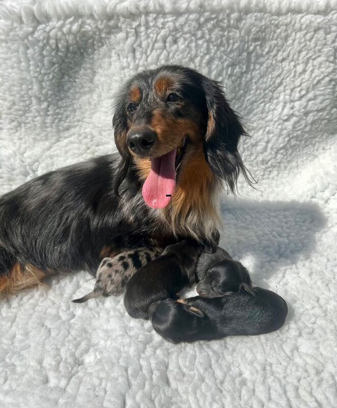 2 black tan miniature longhair dachshund for sale in Upwell, Norfolk - Image 3
