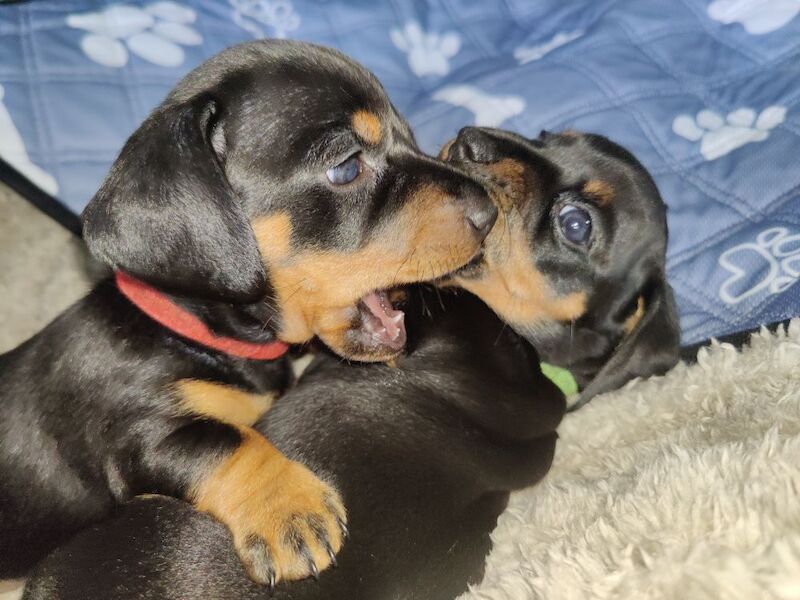 2 Girls Left: Beautiful Standard Shorthair Dachshunds for sale in Stapleford, Nottinghamshire