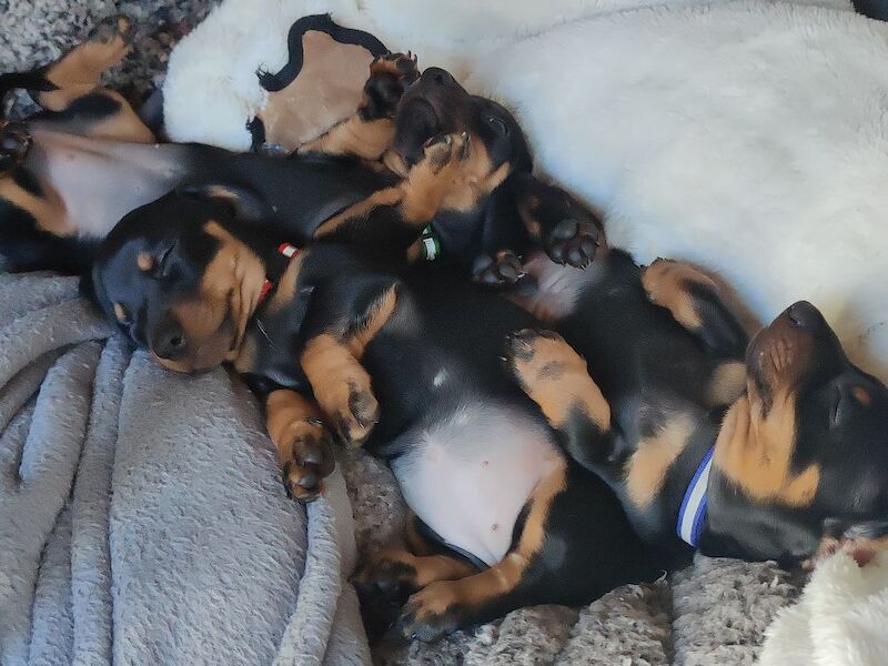 2 Girls Left: Beautiful Standard Shorthair Dachshunds for sale in Stapleford, Nottinghamshire - Image 2