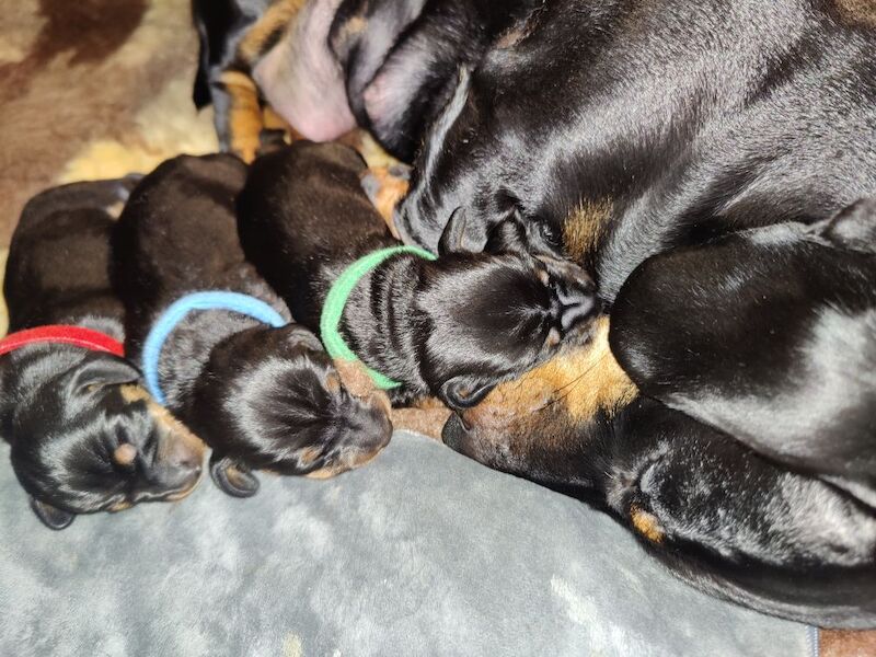 2 Girls Left: Beautiful Standard Shorthair Dachshunds for sale in Stapleford, Nottinghamshire - Image 3
