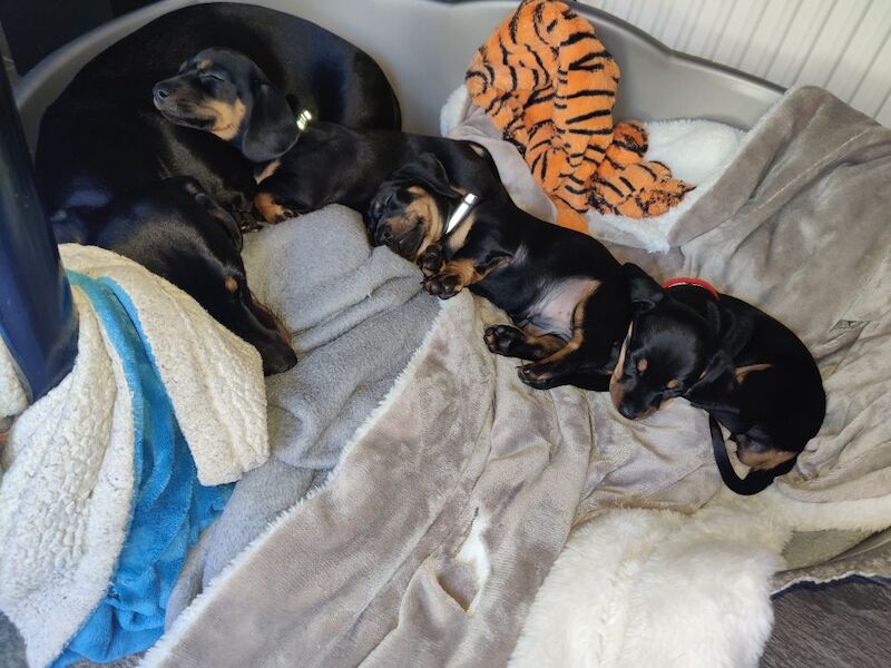 2 Girls Left: Beautiful Standard Shorthair Dachshunds for sale in Stapleford, Nottinghamshire - Image 4