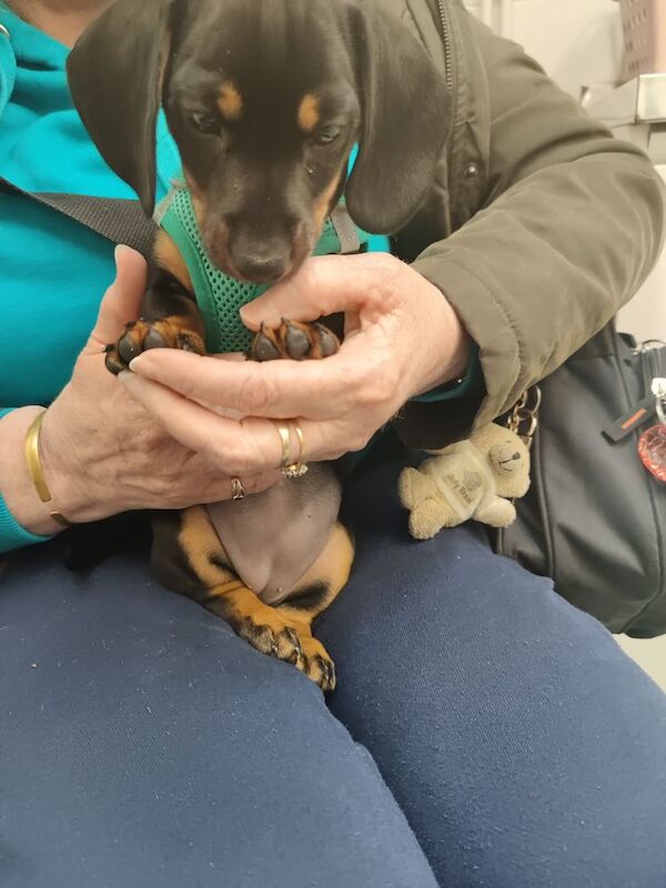 2 Girls Left: Beautiful Standard Shorthair Dachshunds for sale in Stapleford, Nottinghamshire - Image 5