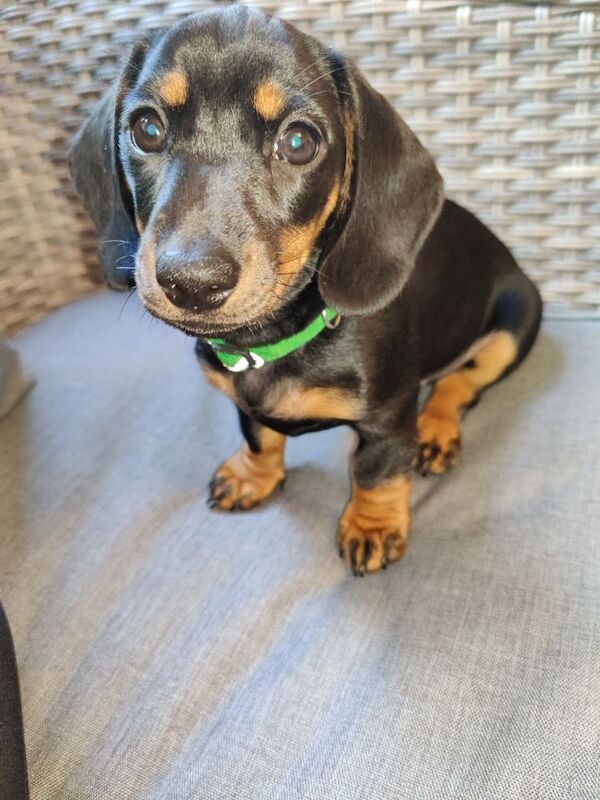 2 Girls Left: Beautiful Standard Shorthair Dachshunds for sale in Stapleford, Nottinghamshire - Image 7