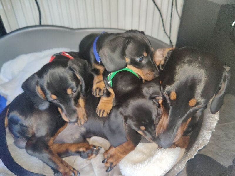 2 Girls Left: Beautiful Standard Shorthair Dachshunds for sale in Stapleford, Nottinghamshire - Image 13