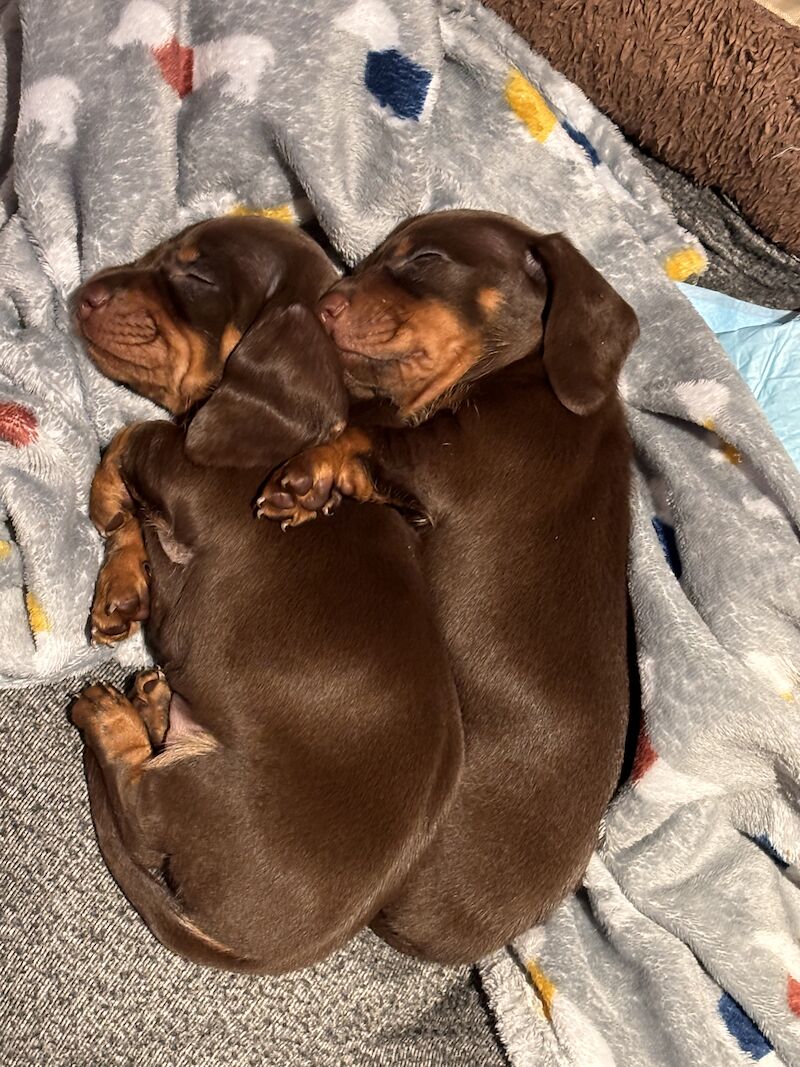 2 Gorgeous miniature chocolate and Tan smooth coat Dachshund girls for sale in Colchester, Essex