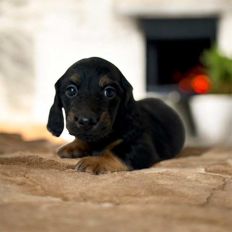 2 Kc registered black tan miniature longhair Daxie for sale in Upwell Norfolk 