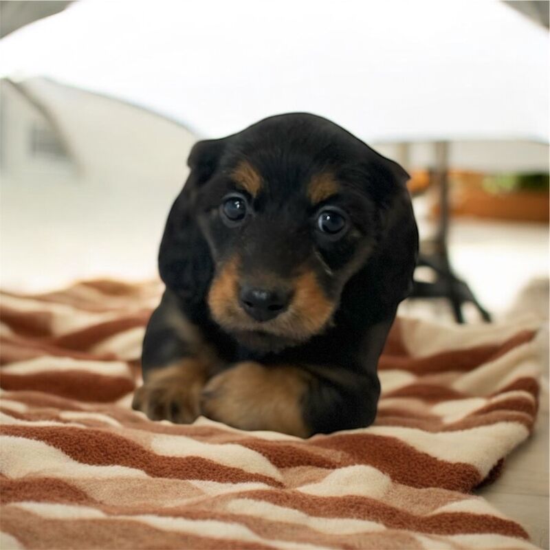 2 Kc registered black tan miniature longhair Daxie for sale in Upwell Norfolk | Image 2