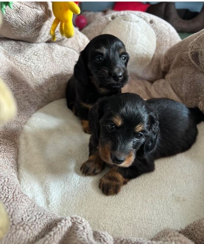 2 Kc registered black tan miniature longhair Daxie for sale in Upwell Norfolk | Image 4