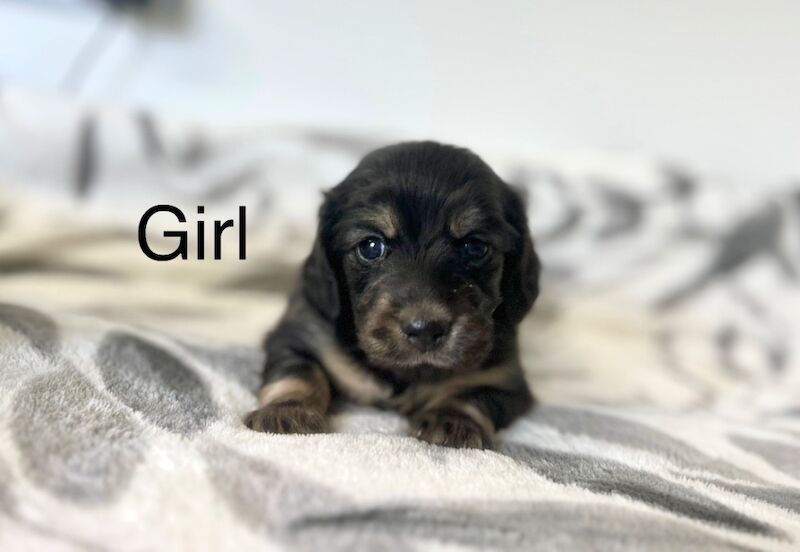 Dachshund puppies for sale in Wisbech, Cambridgeshire – KC registered, 7 weeks old