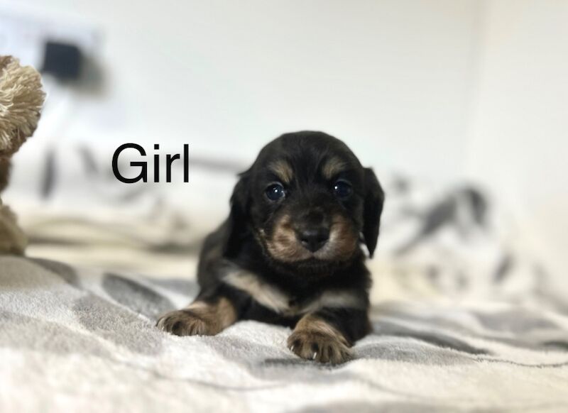 Dachshund puppies for sale in Wisbech, Cambridgeshire – KC registered, 7 weeks old - Image 2 of 4